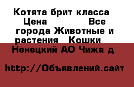 Котята брит класса › Цена ­ 20 000 - Все города Животные и растения » Кошки   . Ненецкий АО,Чижа д.